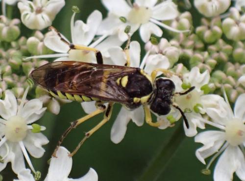 Réf. 335 995 : Tenthredo arcuata